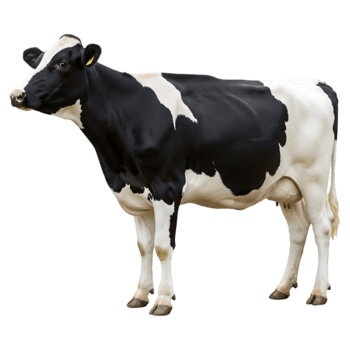 A grazing cow